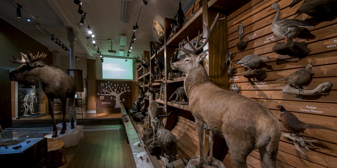 NTNU University Museum